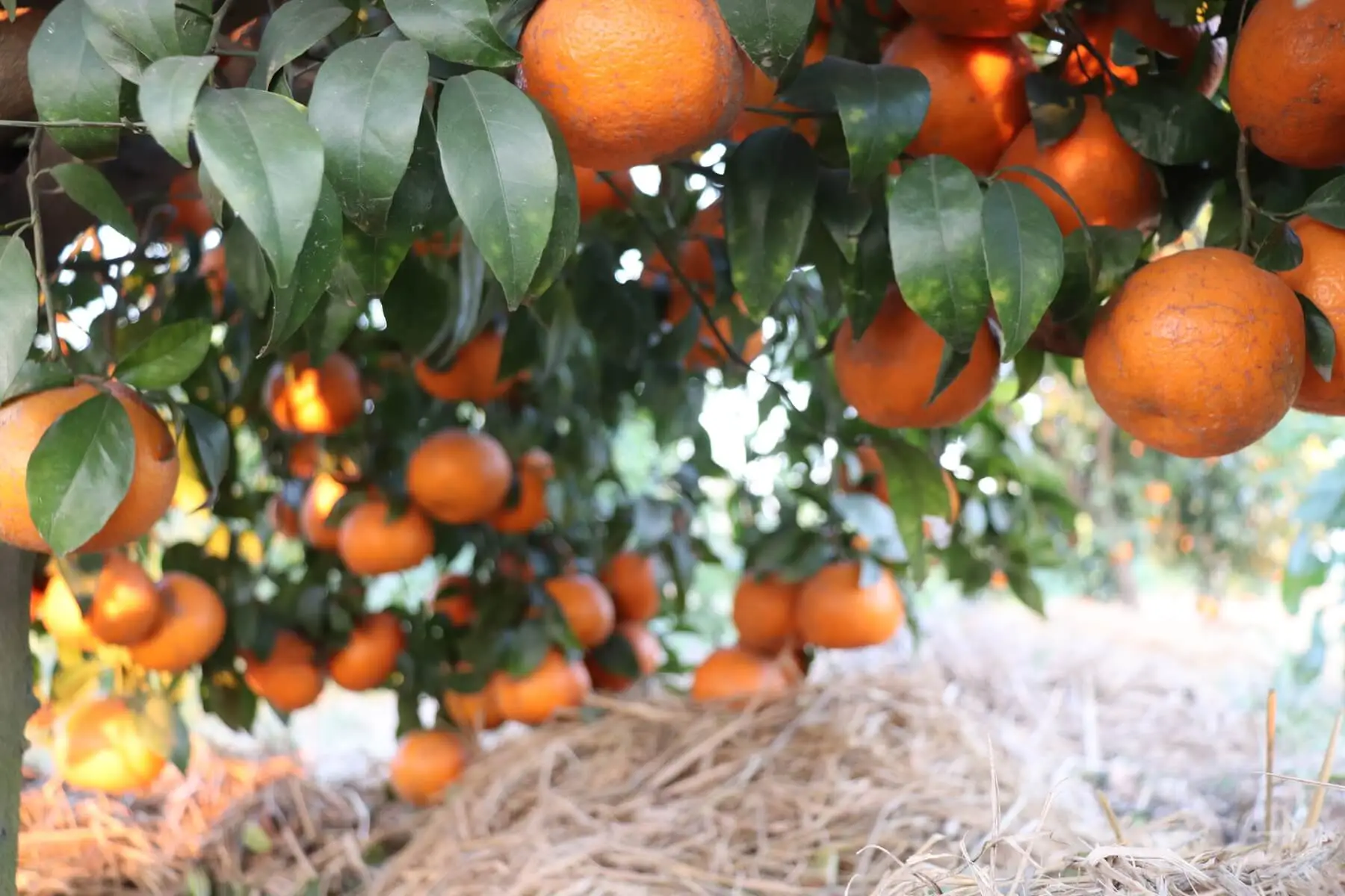 satvik natural farm orange kinnow
