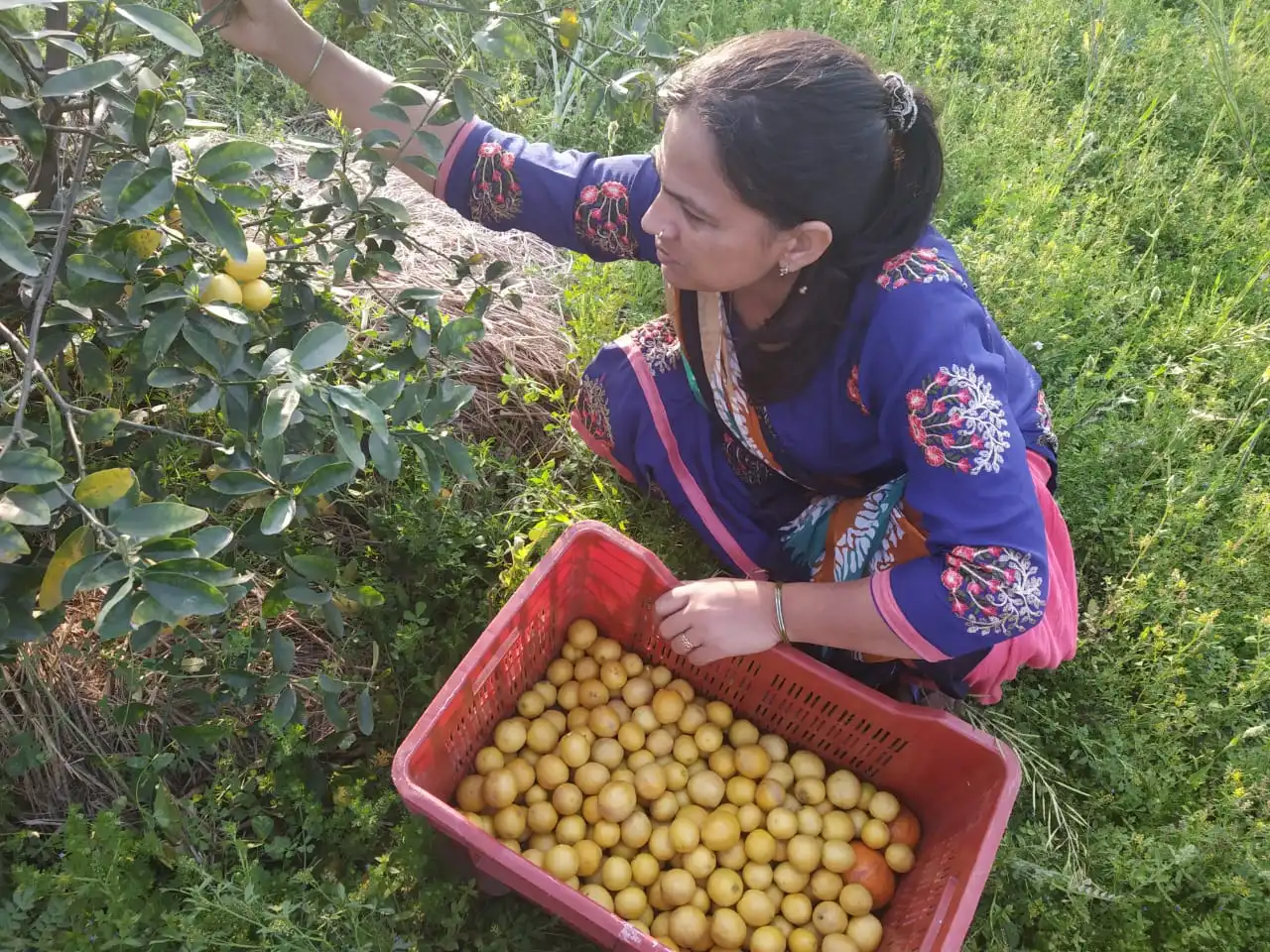 lemon farming